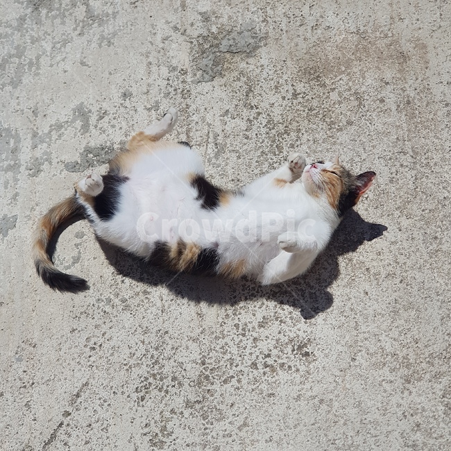 고양이,길냥이,뒹굴뒹굴,애교,발라당,동물,animal,포유류,mammal,고양이,cat,kitten,kitty