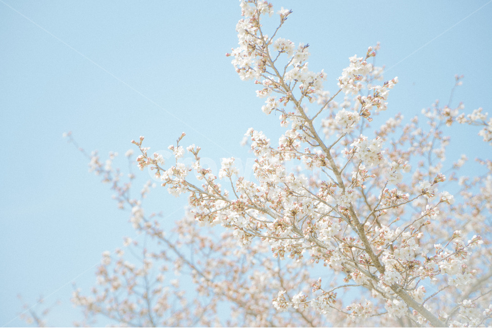 벚꽃,꽃,봄,flower,나무