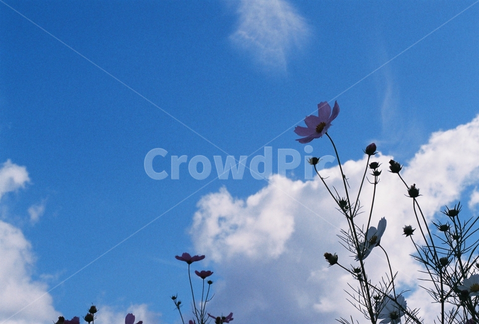 가을여행,코스모스,가을하늘,가을,필름사진,NikonEM,가을,계절,fall,autumn,season,식물,자연,plants,nature,꽃,flower,outdoors,옥외,animal,동물,bird,새
