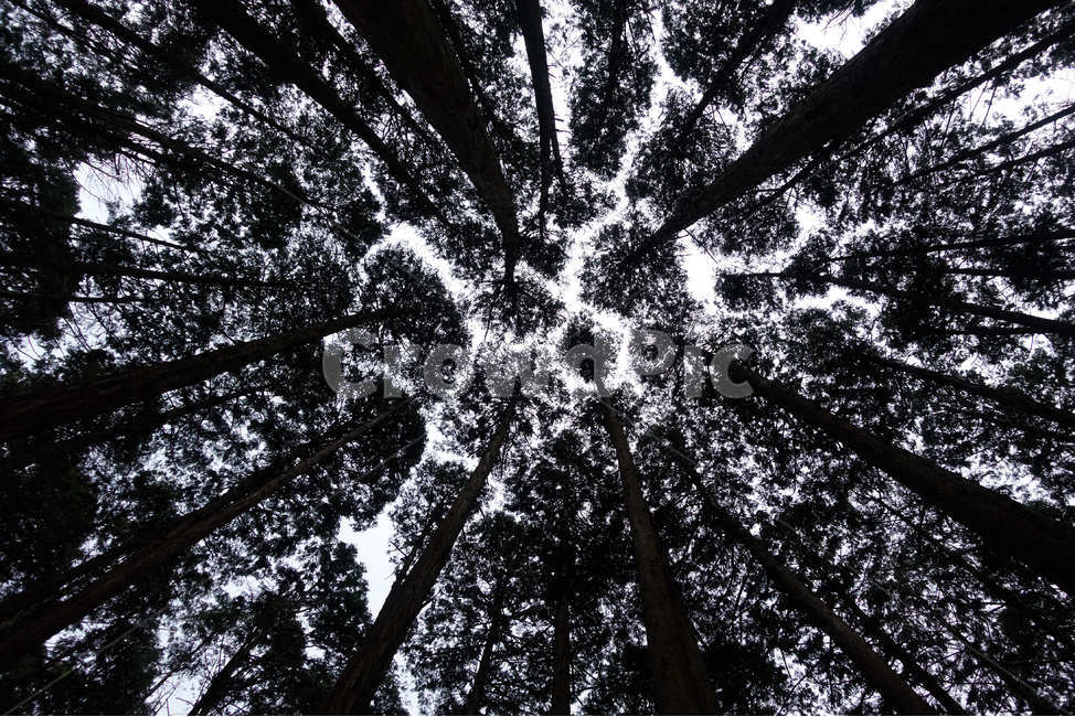 나무,하늘,실루엣,그림자,숲,자연,풍경,nature,landscape,실루엣,그림자,silhouette,shadow