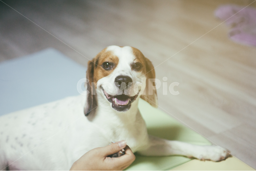 반려동물,강아지,개,비글,동물,애완동물,animal,dog,doggy,companionanimal,pet,beagle,동물,animal,개,강아지,dog,doggy,감성,sensible,feeling