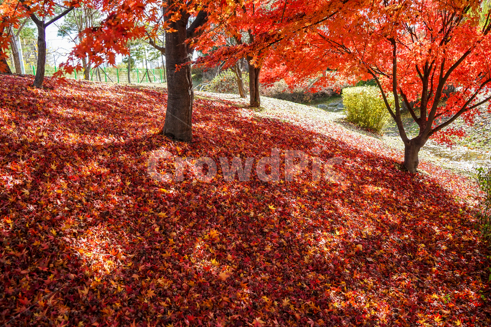 단풍,나무,낙엽,가을,계절,감성,공원,식물,자연,가을,계절,fall,autumn,season,자연,풍경,nature,landscape,식물,plants,나무,trees,wood,leaf,잎,plant,tree,maple