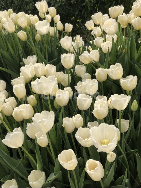 튤립,흰튤립,꽃,flower,plant