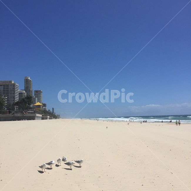 바닷가,해변,기러기,동물,풍경,브리즈번,호주,바다,서핑,brisbane,australia,beach,해변,바다,beach,sea