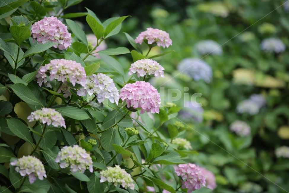 수국,Bigleafhydrangea,쌍떡잎식물,장미목,낙엽관목,수국꽃,식물,자연,plants,nature,꽃,flower