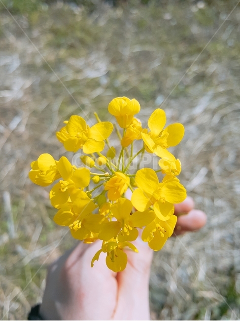 노란꽃,꽃,예쁜꽃,식물,flower