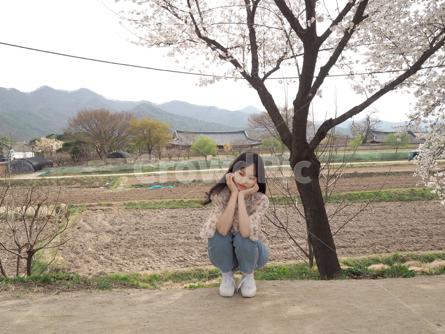 봄,벚꽃,벚꽃길,꽃길,나들이,봄나들이,계절,spring,nature,꽃,flower,안동,안동하회마을,소풍