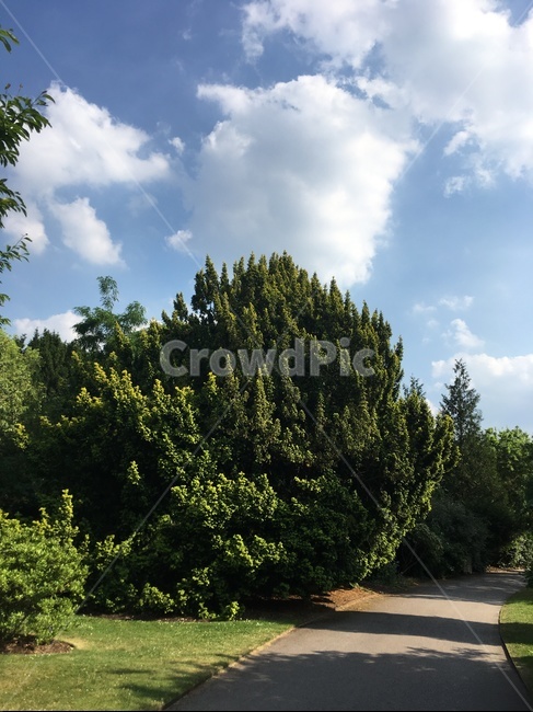 공원,파크,휴식,감성,영국,park,화창한,맑은,garden,정원,자연,풍경,nature,landscape,tree,나무,plant,식물,fir,전나무