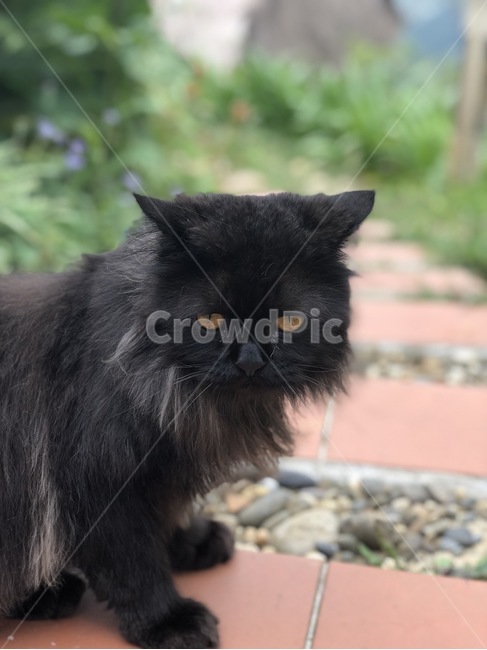 길고양이,고양이,까만고양이,동물,검은색,블랙,동물,animal,포유류,mammal,고양이,cat,kitten,kitty