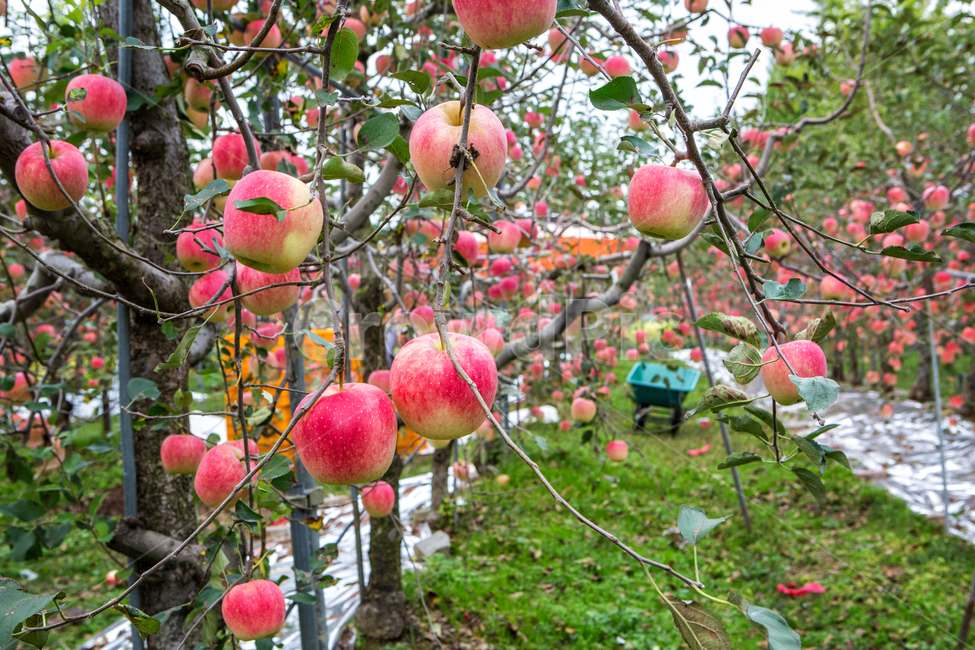 사과밭,사과,빨강,주렁주렁,가을,수확,과일,열매,fruit