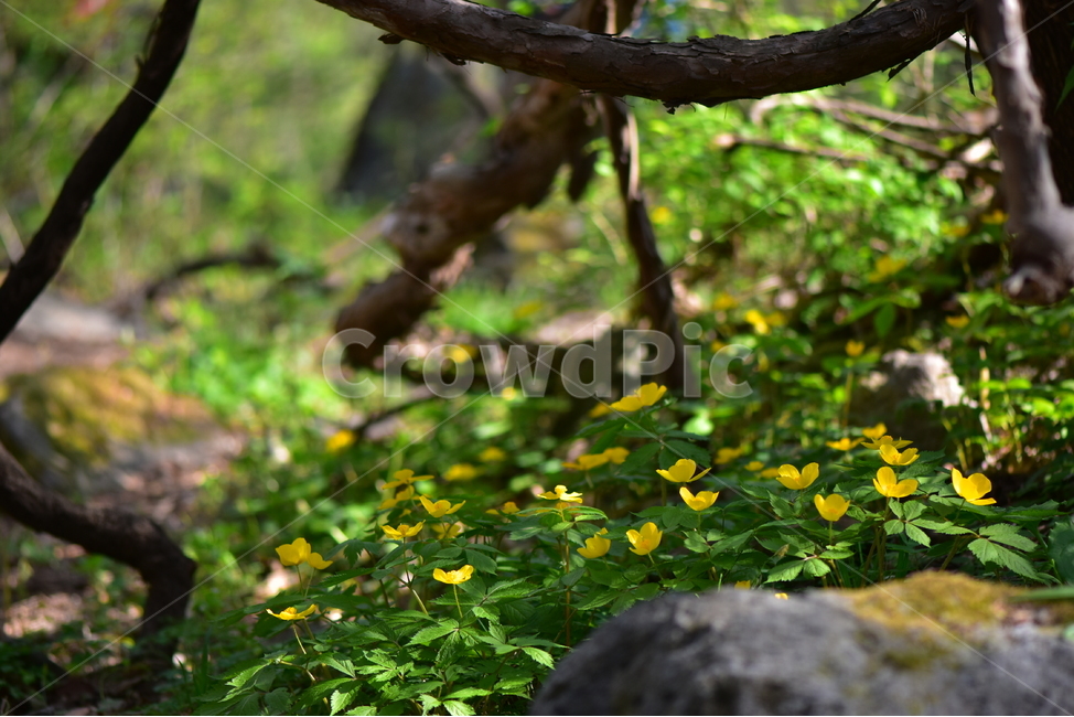 피나물,야생화,꽃,생태,식물,자연,산꽃,봄,감성,힐링,플라워,계절,시즌,wild,Flower,plants,nature,spring,season,식물,자연,plants,nature,꽃,flower
