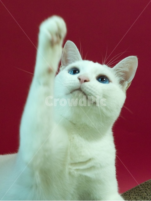 고양이,터키쉬앙고라,고양이앞발,호기심,장난감
