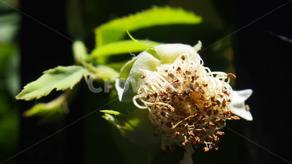 plant,식물,장미꽃,시들다,꽃이지다,화분
