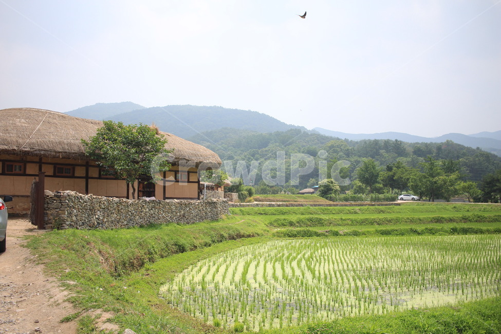 outdoors,옥외,nature,자연,countryside,한지방,field,들,grassland,초가집,시골길,논밭,외암마을,시골,마을,풍경,landscape,country,rural,town,농업,농사,agriculture,farming,farming industry