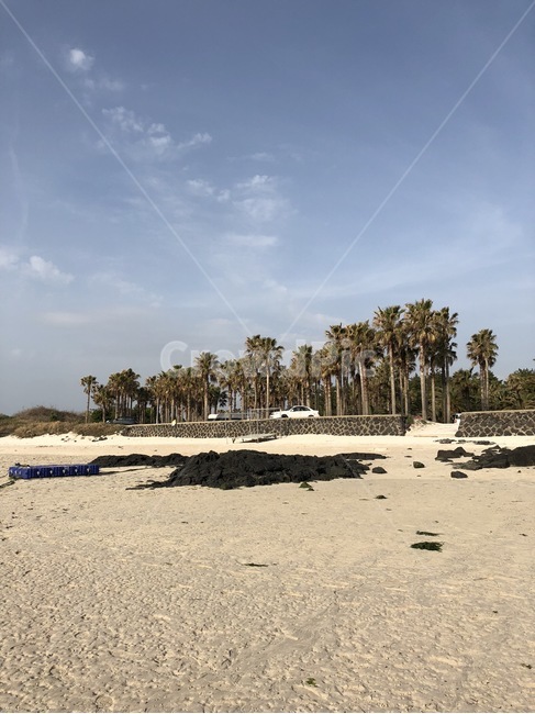 감성,데주,자련,풍경,모래,모래사장,나무