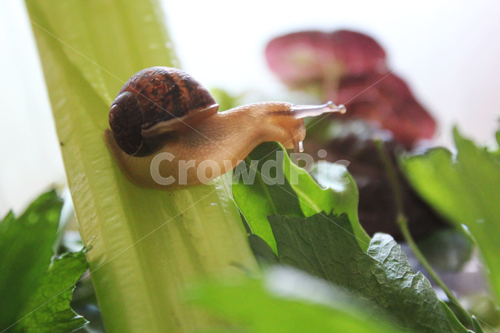 달팽이,snail,연체동물,달팽이과,애완동물,동물,animal