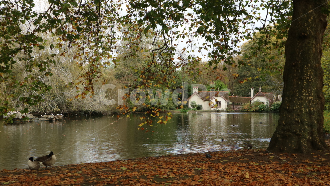 stjamespark,세인트제임스파크,런던,정원,공원,호수,풍경,자연,물,water,nature,bird,새,유럽,여행,유럽여행,관광,자연,풍경,nature,landscape,outdoors,옥외,animal,동물