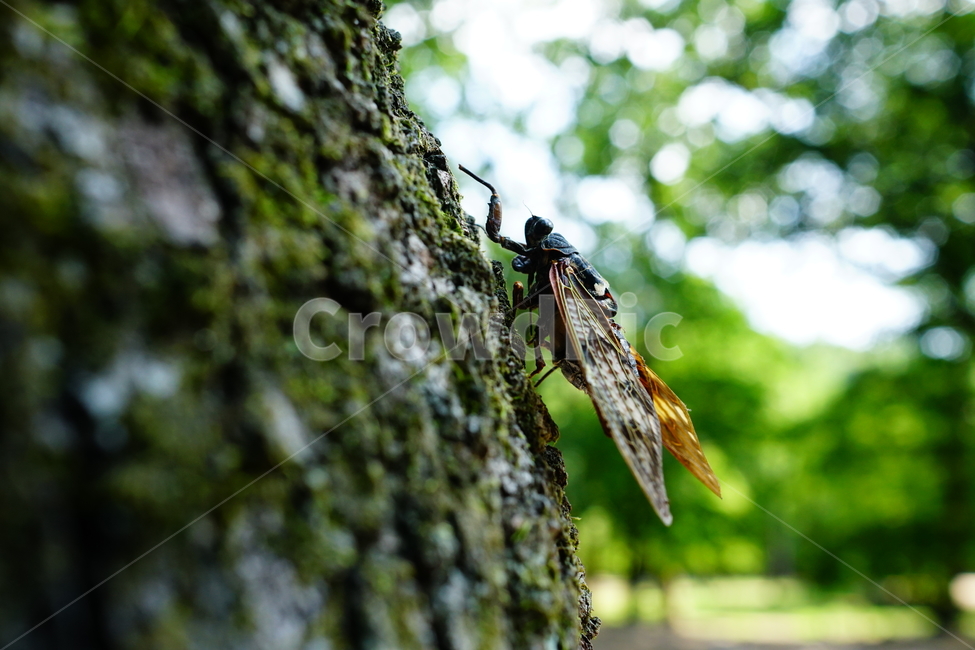 매미,곤충,벌레,자연,insect,cicada,nature,나무,tree,여름,8월,식물,숲,숲속,수목원,closeup,접사,summer,august,plants,동물,animal,곤충,벌레,insect,bug