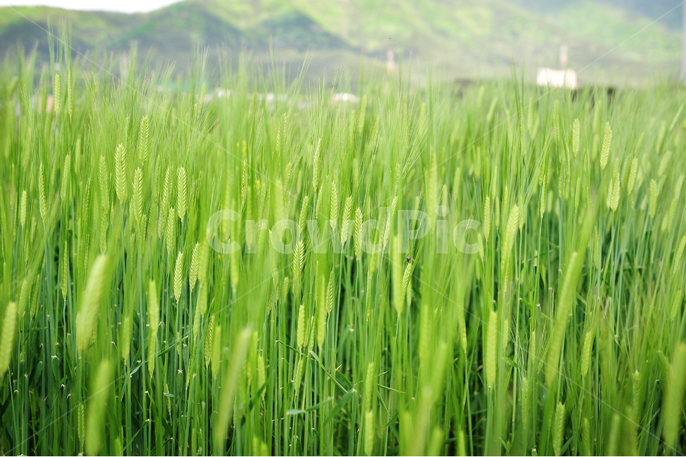 벼,논,농사,수확,가을,쌀,여름,식물,자연,plants,nature,산업,industry,industrial,농업,농사,agriculture,farming,farming industry
