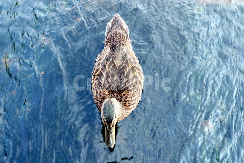 오리,조류,동물,duck,깃털,불광천