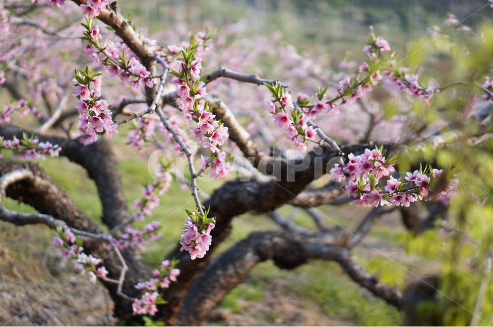 복숭아꽃,나무,핑크,봄,계절,풍경,봄,계절,spring,season,식물,자연,plants,nature,꽃,flower,plant