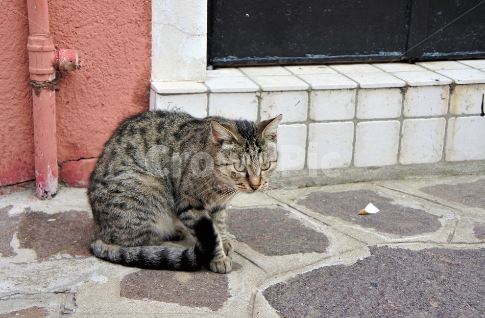 고양이,냐옹이,집사,길고양이,cat,고양이사진,고양이이미지,동물,animal,포유류,mammal,고양이,cat,kitten,kitty