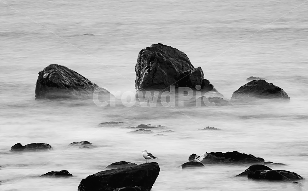 흑백,바다,갯바위,갈매기,장노출,자연,풍경,nature,landscape,한국자연풍경,한국자연경관,korea nature landscape,흑백,모노톤,monochrome,black and white,promontory,곶,ocean,대양,sea,outdoors,옥외,water,물,bird,새,animal,동물