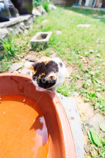 고양이,냥이,배트맨,배트냥,cat,동물,animal,포유류,mammal,고양이,cat,kitten,kitty