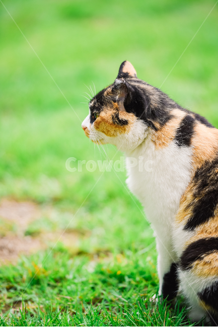 고양이,캣,냥냥이,길고양이,삼색이,치즈냥,냥,cat,동물,동물,animal,포유류,mammal,고양이,cat,kitten,kitty