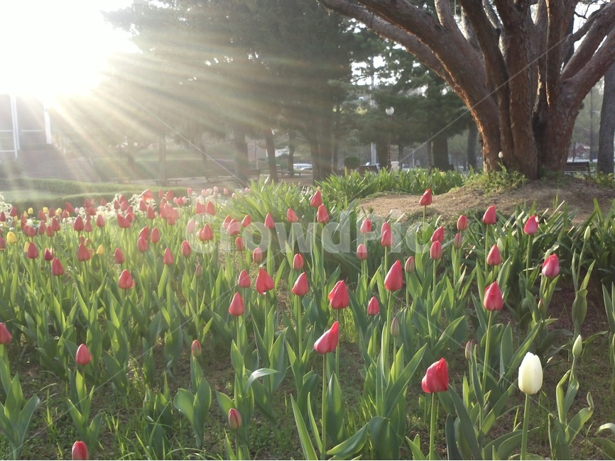 튤립,백합과,꽃,화초,튤립축제,울금향,봄,계절,spring,season,식물,자연,plants,nature,꽃,flower,나무,trees,wood,plant