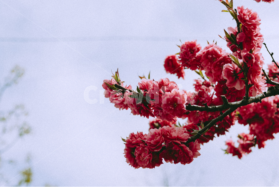 봄,꽃,봄꽃,겹벚꽃,나무,식물,spring,cherryblossom,flower,tree,plant,자연,감성,봄,계절,spring,season,식물,자연,plants,nature,꽃,flower,blossom