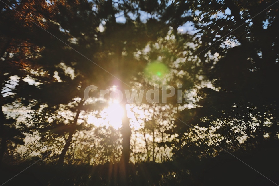 나무,그림자,실루엣,햇빛,플에어,tree,shadow,silhouette,자연,풍경,nature,landscape,light,빛,flare,플레어