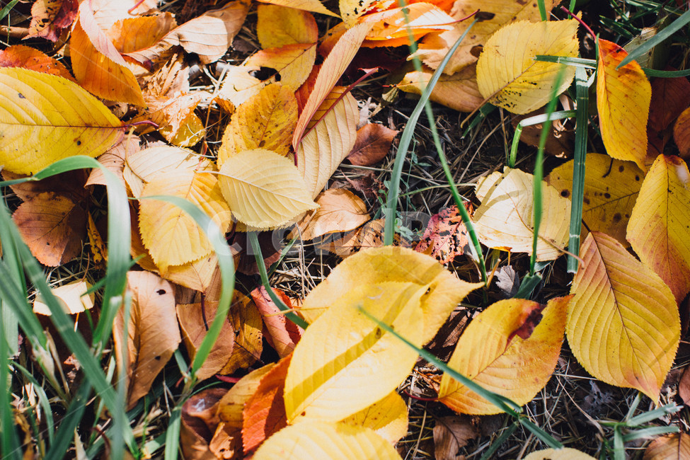 가을,낙엽,풍경,나뭇잎,자연,가을,계절,fall,autumn,season,leaf,잎,plant,식물,pottery,도기류,vase,병 장식,jar,항아리,potted plant,화분