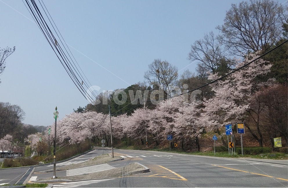 tree,나무,plant,식물,treetrunk,나무줄기,벚꽃,벚꽃나무,보문산,산길,벚꽃도로,봄꽃,벚꽃하늘,하늘,꽃구경