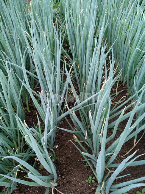파,대파,채소,야채,파재배,농작물,채소,야채,vegetables