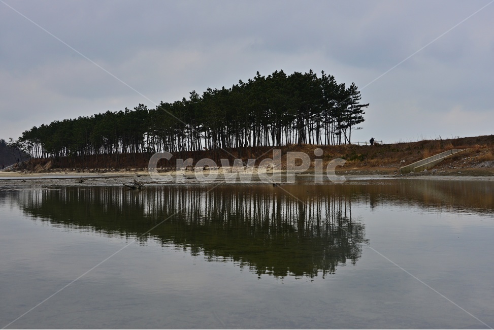nature,자연,water,물,outdoors,옥외,충남,태안,안면도,솔숲,안면도솔숲,반영,소나무,자연,풍경,nature,landscape