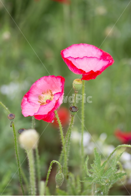 꽃,양귀비,빗방울,봄,붉은꽃,식물,자연,plants,nature,꽃,flower
