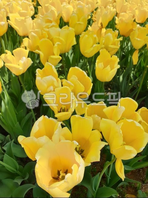 식물,꽃,튤립,노랑,노란색,배경