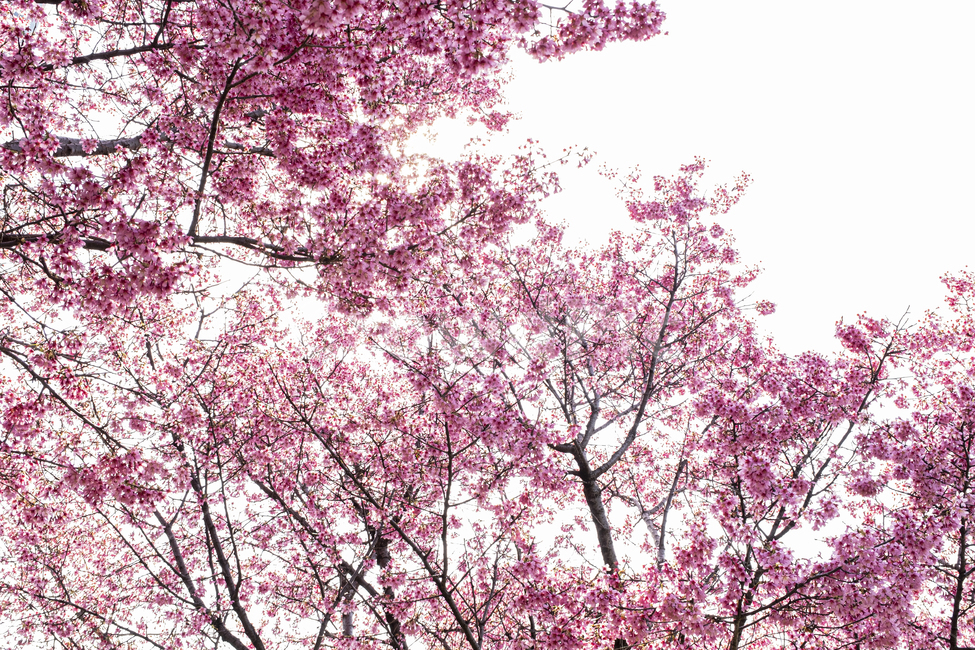 plant,식물,blossom,꽃,flower,봄,나무,벚꽃,핑크,분홍,화사한,빛,햇빛,spring,trees,branches,cherry,bloom,light,sunlight,fresh,식물,자연,plants,nature,꽃,flower