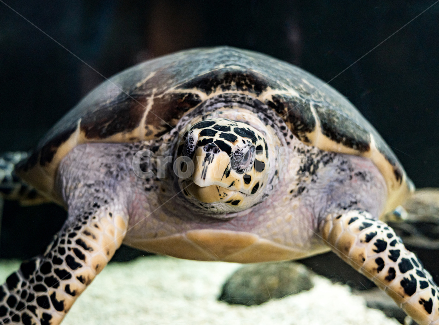 바다거북,거북,아쿠아리움,수족관,바다,동물,animal,파충류,양서류,reptile,amphibian