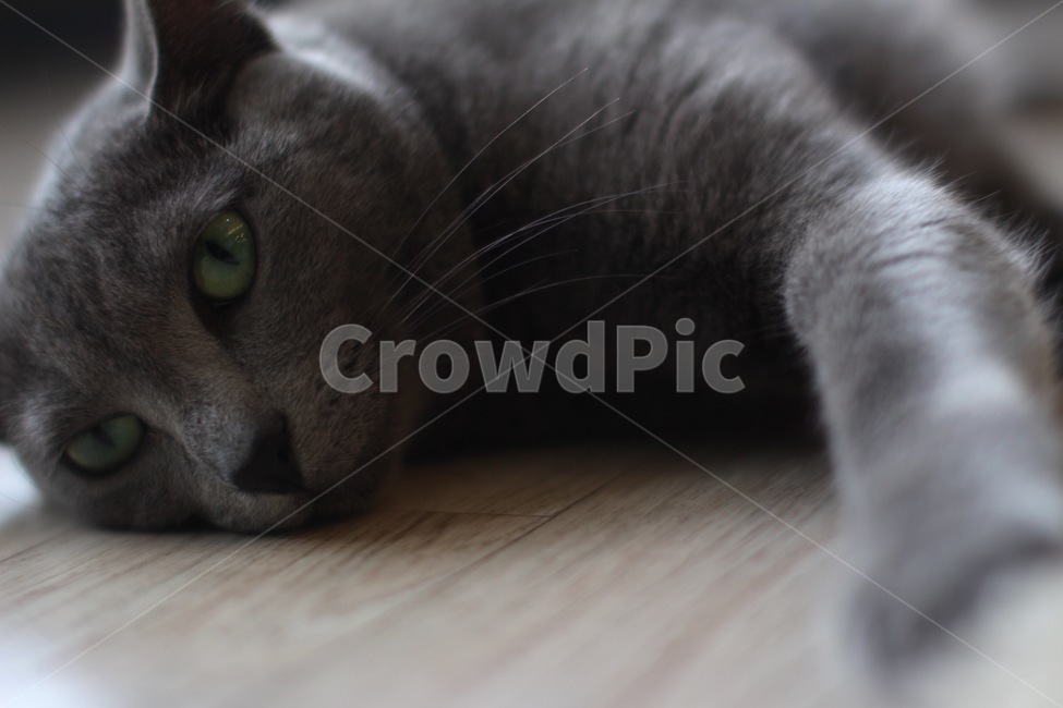 고양이,냥이,귀여움,집냥이,동물,반려묘,동물,animal,포유류,mammal,고양이,cat,kitten,kitty