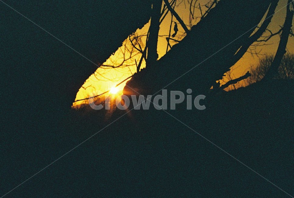 우포늪,늪지,자연,새벽,아침,필름사진,나무,빛,자연,풍경,nature,landscape,light,flare,플레어,sunlight,햇빛