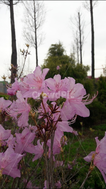 봄,진달래,꽃,애틋한사랑,푸른수목원,봄,계절,spring,season,식물,자연,plants,nature,꽃,flower,plant,blossom,geranium,제라늄