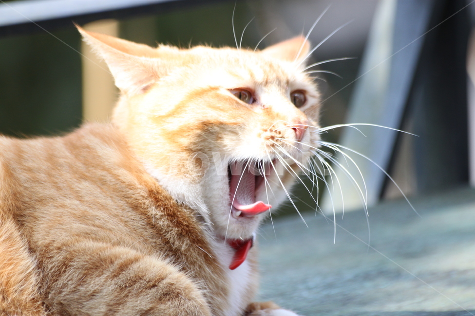 cat,고양이,mammal,포유류,애완동물,pet,나른함,하품,동물,animal,포유류,mammal,고양이,cat,kitten,kitty