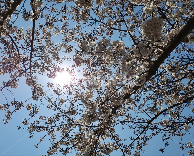 봄,햇빛,벚꽃,나들이,outdoors,spring,sunlight,flower,cherryblossom,plant,tree,nature,scene,풍경,하늘,sky,blue