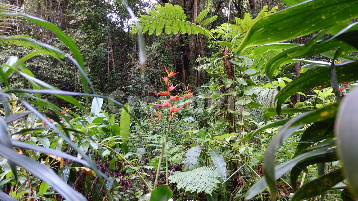 nature,자연,blue,green,plant,식물,grass,초록,정글,밀림,열대우림,rainforest,forest,jungle
