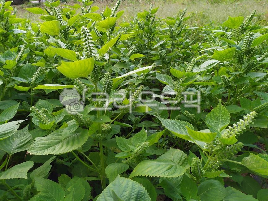 plant,식물,들깨,들깨송이,들깨씨,들깨씨방,깻잎,시골,농촌