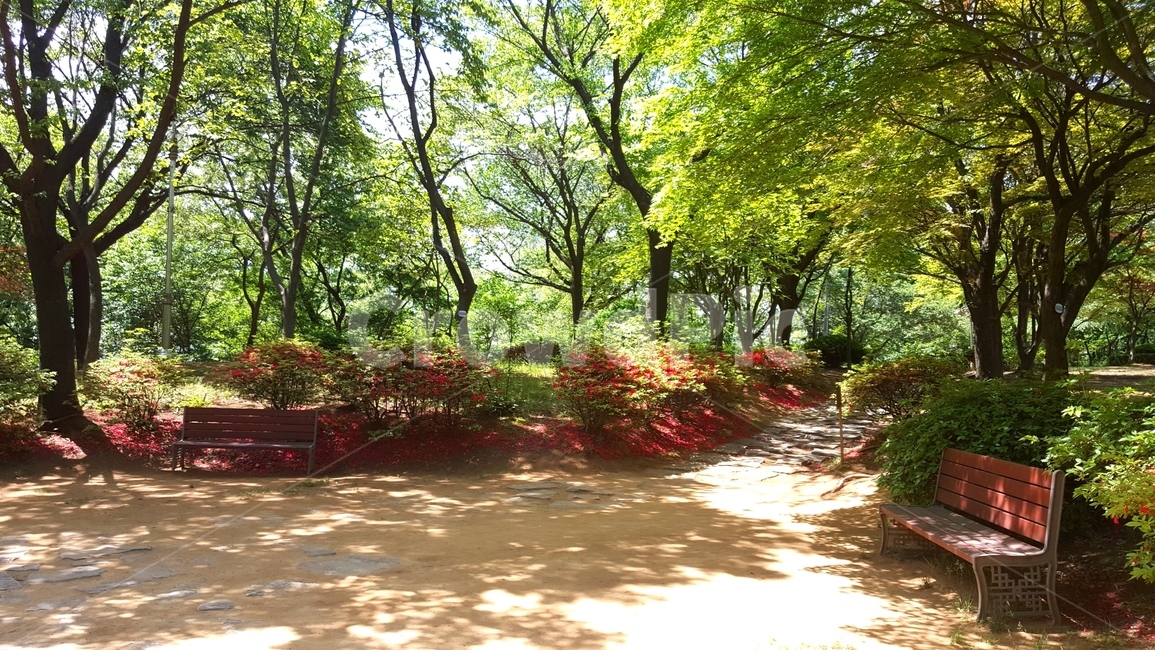 공원,벤치,꽃,산림,나무