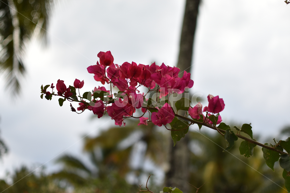 붉은꽃,열대꽃,flower,bloom,blossom