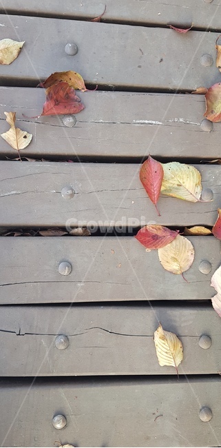 leaf,잎,bench,벤치,낙엽